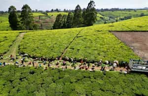 image n.3 of Tea Farm Tour From Nairobi (Kiambethu). activity in Limuru, uploaded by supplier