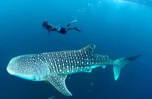 image n.3 of Mbudya island from Dar es salaam safari. activity in Tanzania, uploaded by supplier