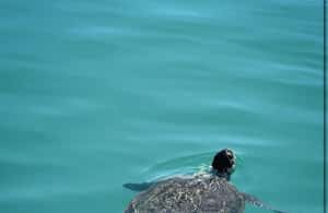 foto no. 4 dari aktivitas Pesiar Blue Lagoon: Petualangan Seluncuran Air dari Pelabuhan Latchi di Distrik Paphos, diunggah oleh pemasok