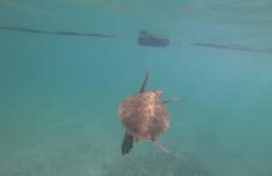 afbeelding n.4 van Akumal: Snorkelen met zeeschildpadden en koralen activiteit in Akumal, geüpload door aanbieder