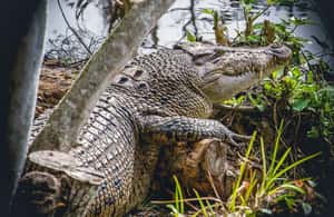 slika br. 4 iz kolekcije Miami: Everglades Safari Park obilazak zračnim brodom aktivnosti u mjestu Florida, prenio opskrbni partner