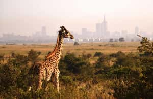 image n.4 of Nairobi: NBO Airport to City Centre|Hotels Private Transfer activity in Nairobi, uploaded by supplier