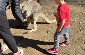 imagen n.º 3 de Desde Adelaida: Abraza a un Koala y Visita Histórica a Hahndorf actividad en Adelaida, subida por el proveedor