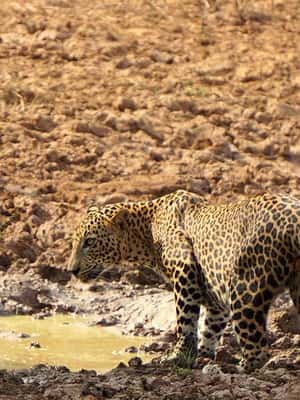 image n.2 of Wilpattu National park - Morning or Afternoon Safari activity in North Central Province, uploaded by supplier