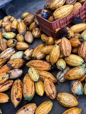 image n.2 of Cacao Experience Tour activity in Magdalena, uploaded by supplier