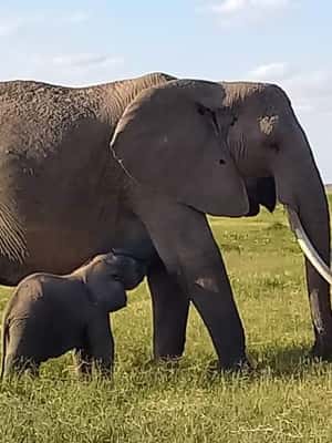 image n.2 of DAY TRIP AMBOSELI NATIONAL PARK FROM NAIROBI BUDGET SAFARI. activity in Central Kenya, uploaded by supplier