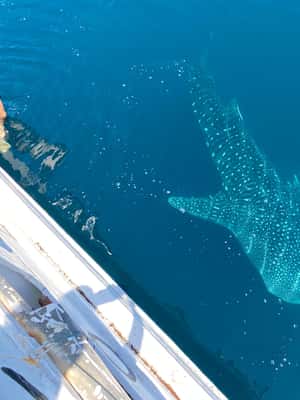 imagem n.2 de De Kopang: Ilha Komodo e viagem para ver tubarões-baleia - viagem de 4 dias atividade em Indonésia, carregada pelo fornecedor