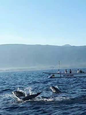 image n.2 of Bali dolphin, swim & snorkeling in Lovina Bali activity in Lovina, uploaded by supplier