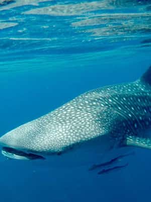 Immagine nº 2 di Muscat: tour privato in barca delle isole Daymaniyat con snorkeling attività a Oman, caricata dal fornitore