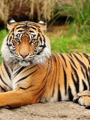 image n.2 of From Kathmandu/Pokhara: 3 Day All-Inclusive Chitwan Safari activity in Pashchimanchal, Western Region, uploaded by supplier