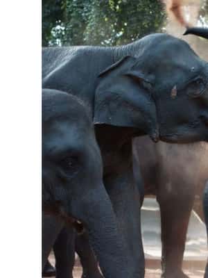 image n.2 of Kandy to Pinnawala Orphanage and Ambuluwawa TukTuk Day Tour activity in Gampola, uploaded by supplier