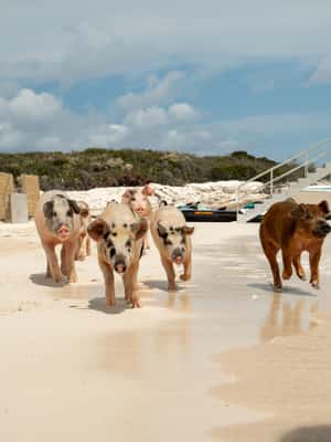 Image N°2 de Nassau : Cochons à la nage, plongée avec tuba et tour en bateau sur la plage activité à New Providence, publiée par le prestataire