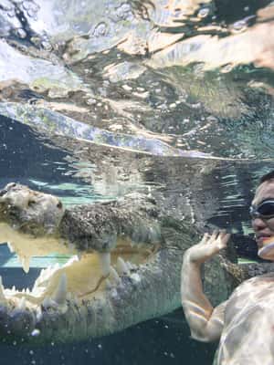 image n.2 of "Cage Of Death" Crocodile Swim and Entry to Crocosaurus Cove activity in Darwin, uploaded by supplier