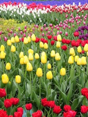 foto no. 2 dari aktivitas Dari Den Haag: Tur Pribadi Keukenhof & Kincir Angin di Lisse, diunggah oleh pemasok