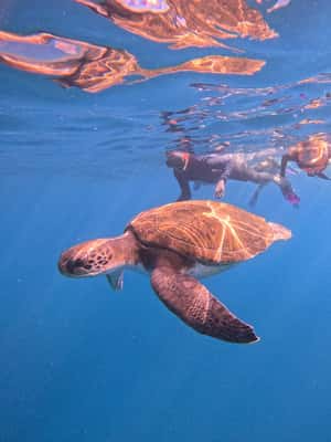 Obraz nr 2 z atrakcji Teneryfa: wycieczka snorkelingowa w siedlisku żółwi w Adeje, przesłany przez organizatora