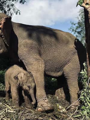 image n.2 of Chiang Mai: Elephant Sanctuary, Waterfall & Bamboo Rafting activity in Chiang Mai, uploaded by supplier