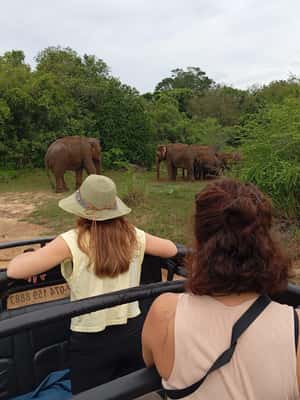 image n.2 of From Dambulla/Sigiriya/: Minneriya National Park 4hr safari activity in Anuradhapura, uploaded by supplier