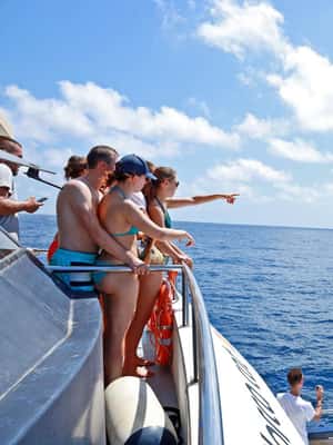 bild nr.2 av Mallorca: 3-timmars eftermiddags båttur med delfinskådning aktivitet i Peguera, uppladdad av arrangören