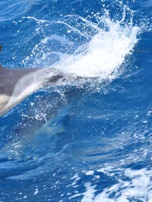 image n.2 of Gibraltar: Dolphin Watching Tour activity in Gibraltar, uploaded by supplier