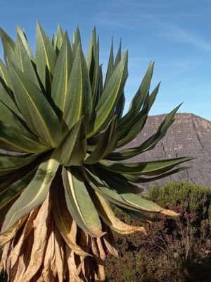 image n.2 of 3 Days Trekking & Wildlife Spotting in the Simien Mountains activity in Amhara Region, uploaded by supplier