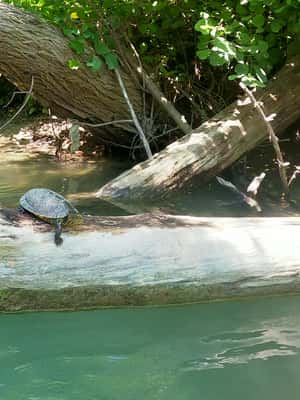 billede nr.2 af aktiviteten Parga: Kajaksejlads på Acheron-floden 13 km i Epirus, uploadet af udbyder