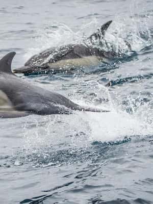 bild nr.2 av Long Beach: Valskådningskryssning och delfinskådning aktivitet i Los Angeles, uppladdad av arrangören