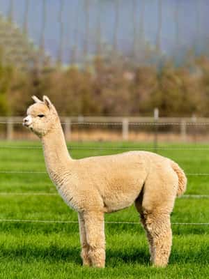 imagen n.º 2 de Seúl: Mundo Alpaca, Isla Nami, Railbike, Jardín/Parque actividad en Chuncheon, subida por el proveedor