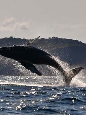 image n.2 of Noosa: Humpback Whale Watching Tour activity in Noosa Heads, uploaded by supplier