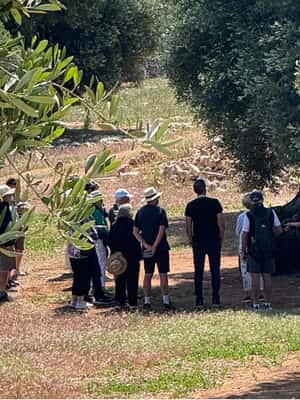 image n.2 of Ostuni: Farm tour among thousand-year-old olive trees with oil tasting activity in Ostuni, uploaded by supplier