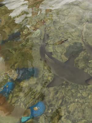 imagem n.2 de Ilha do Sal, Salinas, Buracona e Lemon Shark atividade em Sal, carregada pelo fornecedor