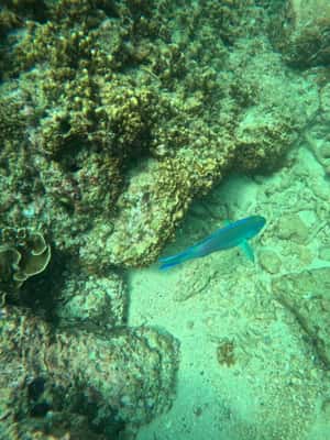 pilt nr 2/Snorkelingureis Angel Rocki tegevusest Põhja-Keskprovints, üles laadinud tarnija