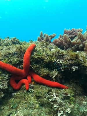 image n.2 of Terceira Island: Snorkeling Adventure activity in Angra do Heroísmo, uploaded by supplier