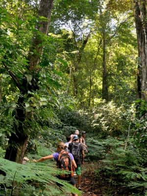 image n.2 of Carara National Park: Best Tour Carara National Park-One Day activity in Puntarenas Province, uploaded by supplier