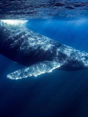 image n.2 of La Paz or La Ventana: Ocean Safari activity in Baja California Sur, uploaded by supplier