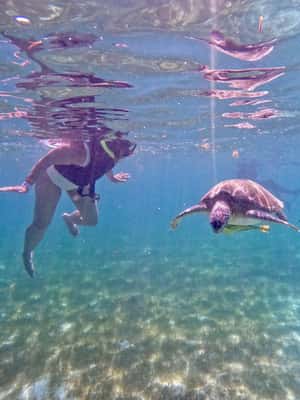 Obraz nr 2 z atrakcji Akumal: Snorkeling i zdjęcia z żółwiami w Akumal, przesłany przez organizatora