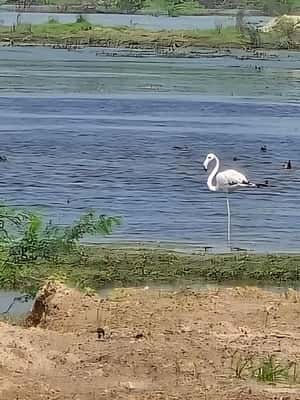 image n.2 of Bishnoi Village :Safari tour activity in Jodhpur, uploaded by supplier