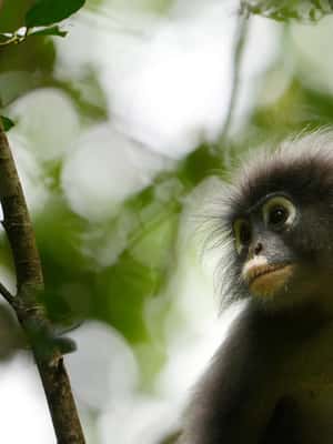 image n.2 of From Khao Lak: Khao Sok Jungle Hike & River Tour activity in Khlong Sok, uploaded by supplier