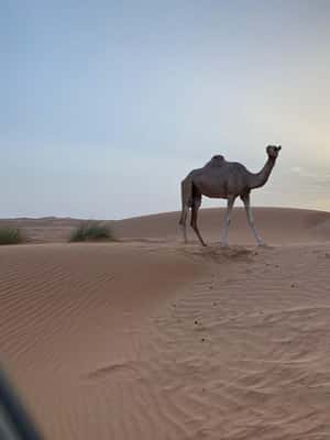 Immagine nº 2 di Da Muscat: Tramonto sulle sabbie di Wahiba con cena nel campo deserto attività a Regione al-Sharqiyya, caricata dal fornitore