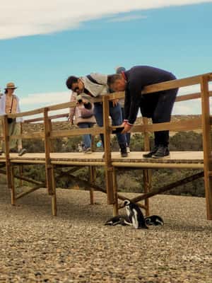 Bild Nr. 2 von Puerto Madryn: Punta Tombo Wandern unter Pinguinen erleben Aktivität in Chubut Provinz, hochgeladen vom Anbieter