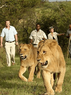gambar no.2 daripada Cape Town: Pengembaraan Laluan Taman 4 Hari aktiviti di Tanjung Barat, dimuat naik oleh pembekal 