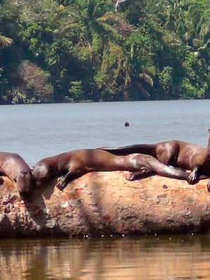 image n.2 of From Puerto Maldonado | Jungle hike + Sandoval Lake | activity in Puerto Maldonado, uploaded by supplier