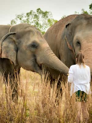 image n.2 of Pattaya: Elephant Jungle Sanctuary Half-Day Tour with Meal activity in Pattaya, uploaded by supplier
