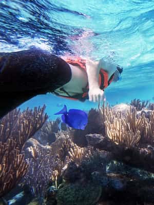 imagem n.2 de De Cancún: Entrada no parque Garrafon Reef com bilhetes de balsa atividade em Quintana Roo, carregada pelo fornecedor