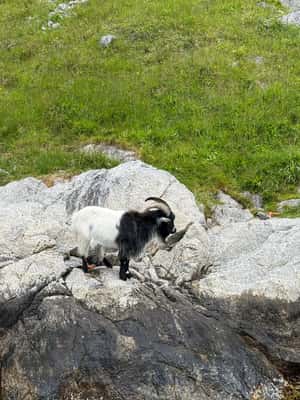 image n.2 of From Stavanger: Lysefjorden & Pulpit Rock Safari by RIB activity in Rogaland, uploaded by supplier