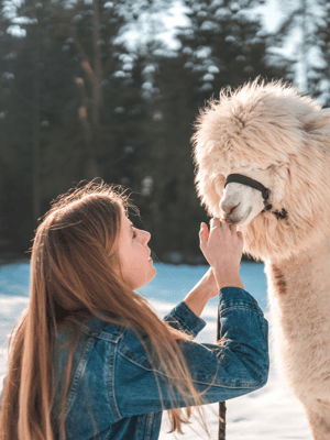 imagen n.º 2 de Seúl: Excursión de un día a Gangwon-do con el Mundo de la Alpaca y la Isla de Nami actividad en Gapyeong-gun, subida por el proveedor