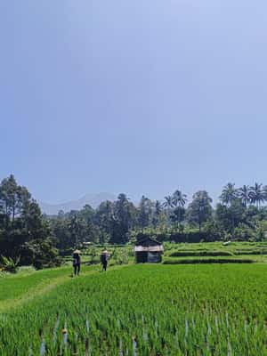 imagem n.2 de Lombok: caminhada - terraço de arroz e passeio pelas cachoeiras atividade em Sonda Ocidental, carregada pelo fornecedor