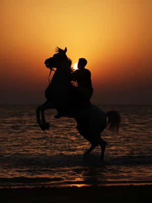 imagem n.2 de Abu Dhabi: Experiências de passeios a cavalo na Ilha Hudairiyat atividade em Abu Dhabi, carregada pelo fornecedor