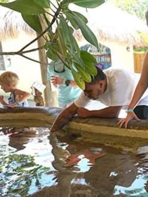 imagen n.º 2 de Cayos de Florida: Excursión de un día a los Encuentros en el Acuario con almuerzo actividad en Marathon, Florida, subida por el proveedor