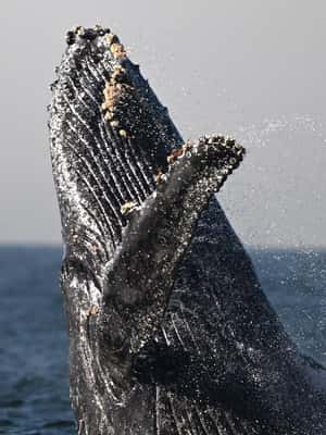 image n.2 of Uvita: Marino Ballena National Park Whale-Watching Tour activity in Jaco, uploaded by supplier