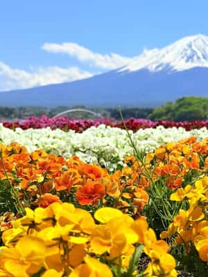 image n.2 of Mt.Fuji Private tour from Tokyo/Yokoham (Customizable) activity in Hakone, uploaded by supplier